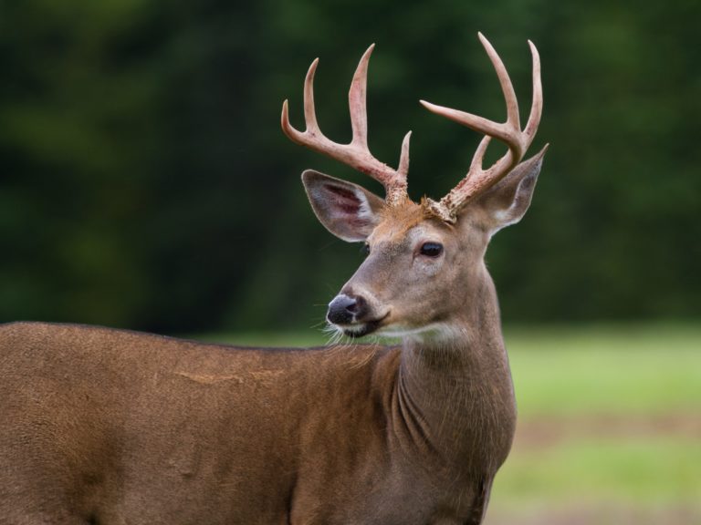 Whitetail deer buck standing in an open field.