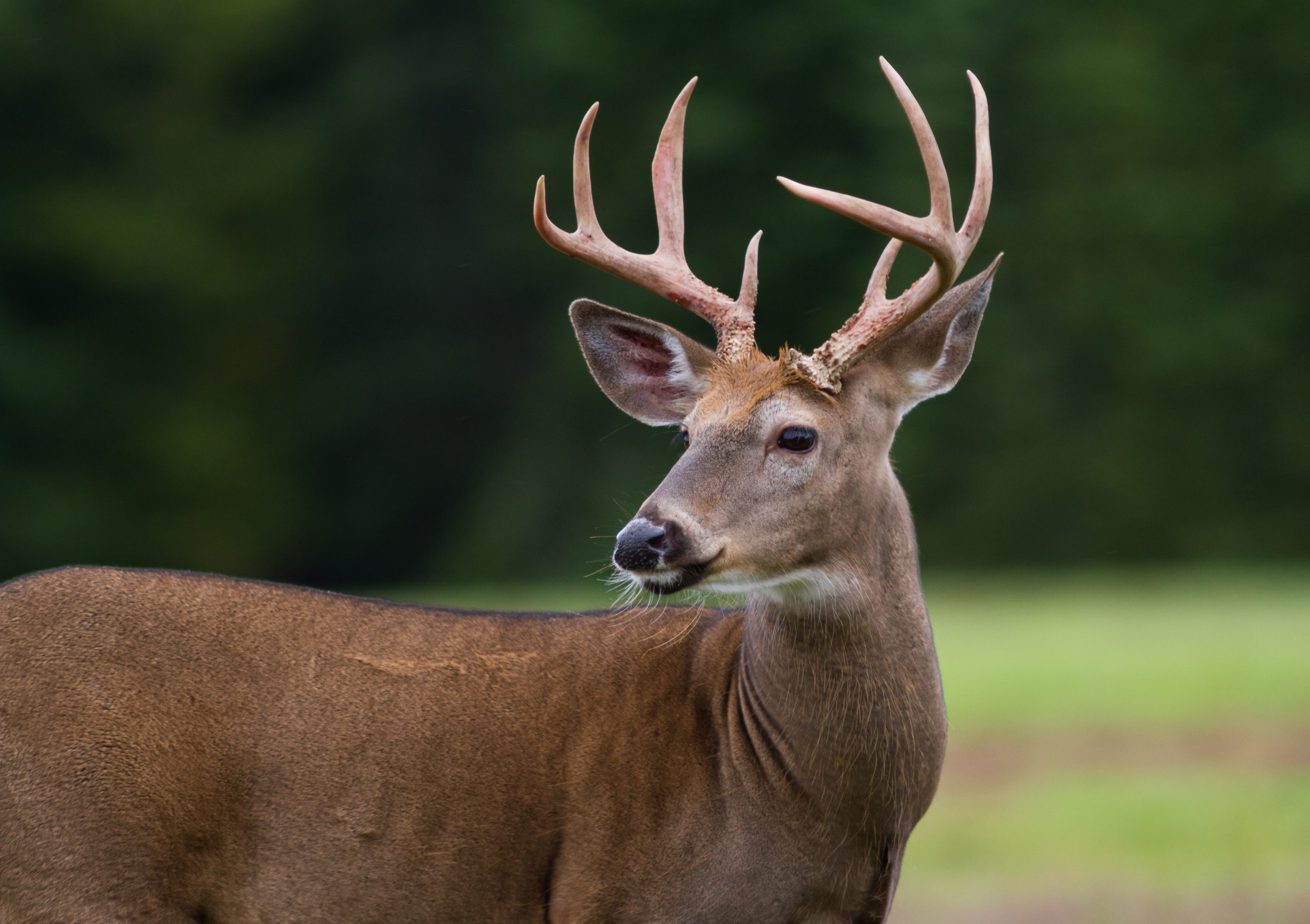 Whitetail deer buck standing in an open field.